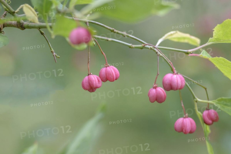 European spindle (Euonymus europaeus), Britzer Garten, Berlin, Berlin, Germany