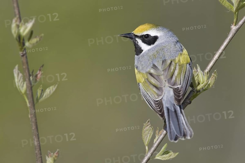 Golden-winged Warbler (Vermivora chrysoptera), Ontario, Canada