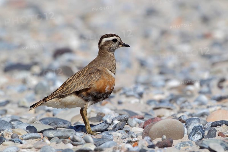 Mornellregenpfeifer, lat. Charadrius morinellus, steht auf dem Kiesstrand im Nordosten der Helgoländer Düne