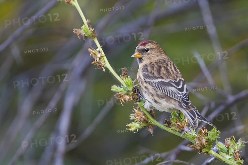 Lesser Redpoll - Alpen-Birkenzeisig - Carduelis cabarett, Germany