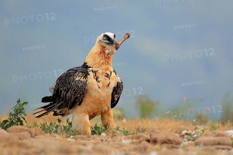 Bearded Vulture (Gypaetus barbatus) carrying a bone, Catalonia, Spain