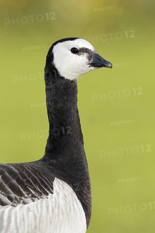 Barnacle Goose (Branta leucopsis), Bavaria, Germany