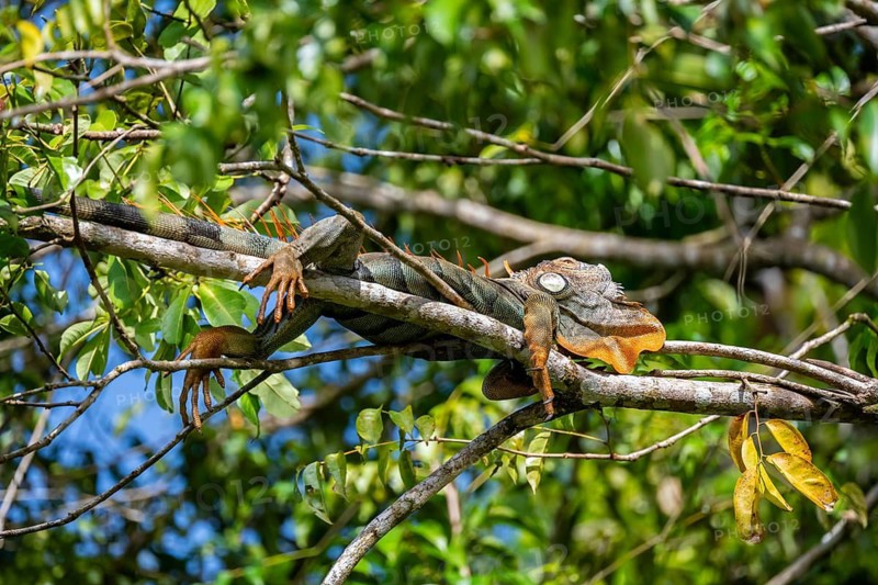 Green iguana (Iguana iguana) resting on a branch, Tortuguero National Park, Costa Rica