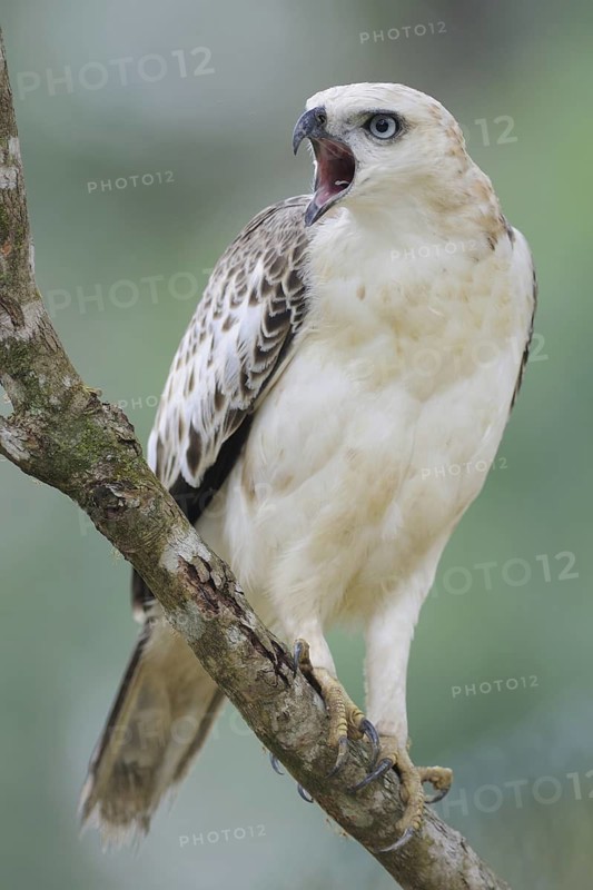 Changeable Hawk-Eagle (Nisaetus cirrhatus) calling, Sri Lanka