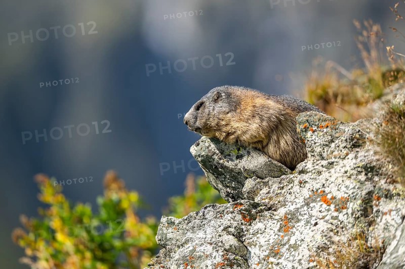 Alpine marmot (Marmota marmota) in autumn, Grossglockner, High Tauern National Park, Austria