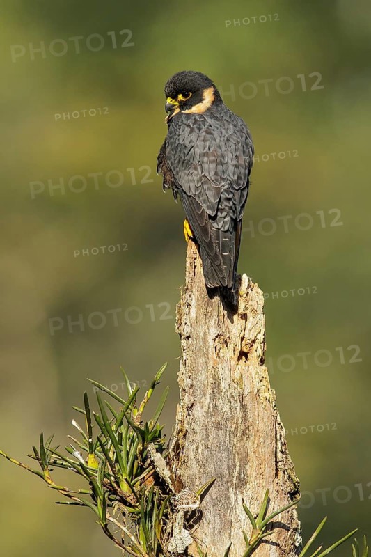 Bat Falcon (Falco rufigularis) perched on a branch in the mountains of Colombia, South America