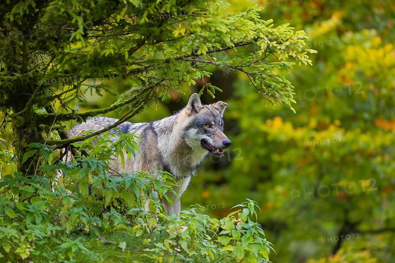 One eurasian gray wolf (Canis lupus lupus) stands on a hill, observing the area. A forest in fall colours in the background