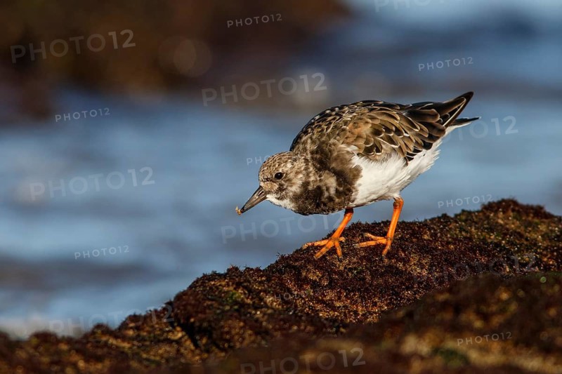 Ruddy Turnstone (Arenaria interpres) feeding on stones, Asturias, Spain