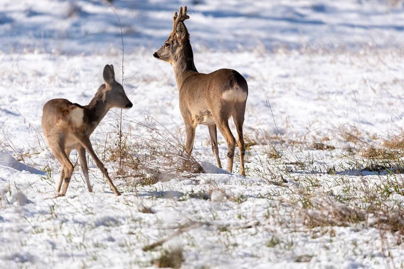 Two deer standing close to each other in a snowy meadow, Magdeburg, Saxony-Anhalt, Germany