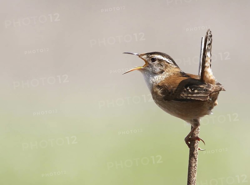 Marsh Wren (Cistothorus palustris) singing, Saskatchewan, Canada