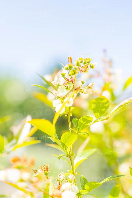 Close-up of white flowers with a slight yellow tinge against a blue sky, Gechingen, Calw district, Germany