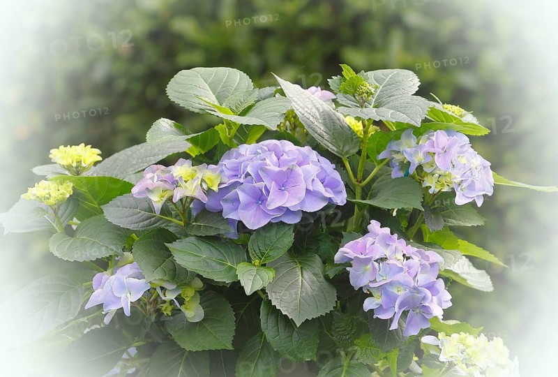 Hydrangea (Hydrangea macrophylla), flowering shrub with blue-violet and greenish inflorescences in various stages of maturity, with alienation, North Rhine-Westphalia, Germany