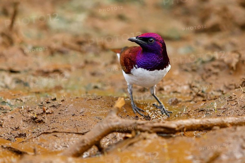 Violet-backed starling (Cinnyricinclus leucogaster), Mkuze Game Reserve, Mkuze, KwaZulu-Natal, South Africa