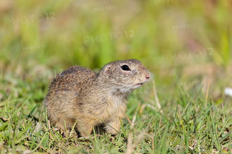 A fully grown European ground squirrel (Spermophilus citellus) sits in a green meadow on a sunny day, looking for food. Austria