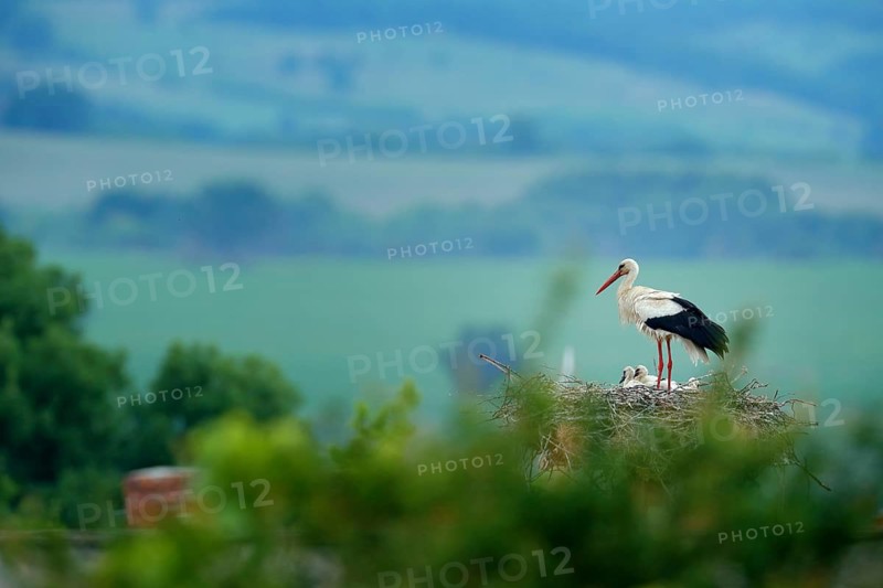 White stork, Ciconia ciconia, in nest with two young. Stor with beautiful landscape. Nesting bir, nature habitat. Wildlife scene from the nature. Morning sun with bird in green vegetation. Bulgaria