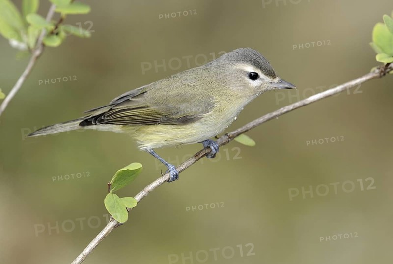 Warbling Vireo (Vireo gilvus), British Columbia, Canada