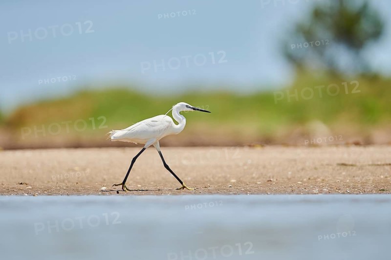Little egret (Egretta garzetta) walking at the shore, hunting, sea, ebro delta, Catalonia, Spain