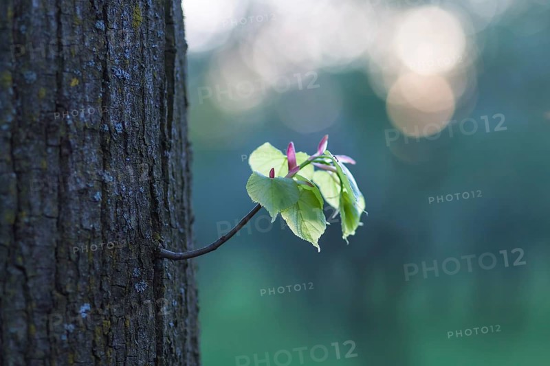 Young shoot in the adult tree in spring