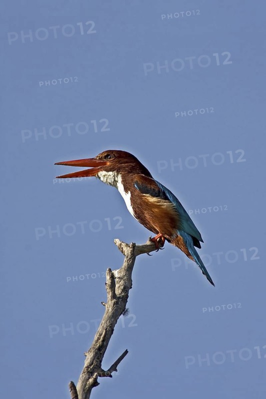 White-throated Kingfisher (Halcyon smyrnensis) calling, Pakistan