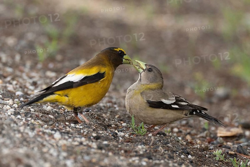 A pair of Evening Grosbeaks (Coccothraustes vespertinus) engaging in courtship behaviour where the male passes a morsel to the female