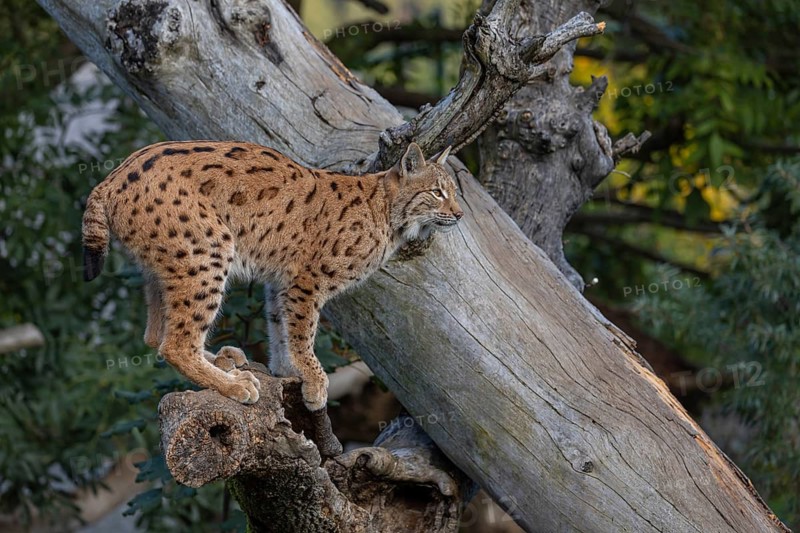 One Eurasian lynx, (Lynx lynx), standing on a dead tree. Side view with green vegetation in the background