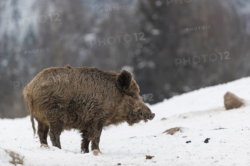 Wild boar or wild pig (Sus scrofa), walking on snowy ground, trees in the background