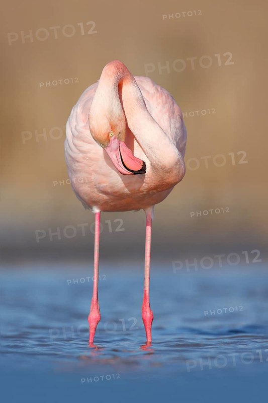 Pink big bird Greater Flamingo, Phoenicopterus ruber, in the water, Camargue, France. Flamingo cleaning plumage. Wildlife animal scene from nature. Flamingo in nature habitat