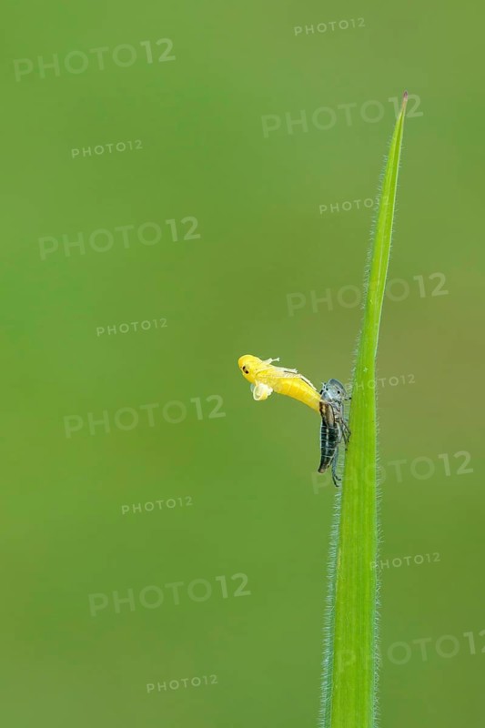 Uitsluipende Groene cicade, emerging Green leafhopper