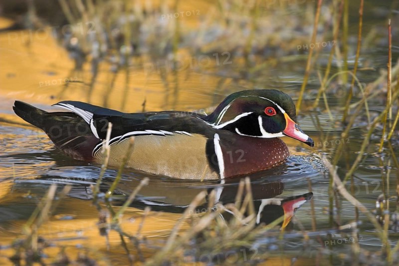 Wood Duck (Aix sponsa) male, British Columbia, Canada
