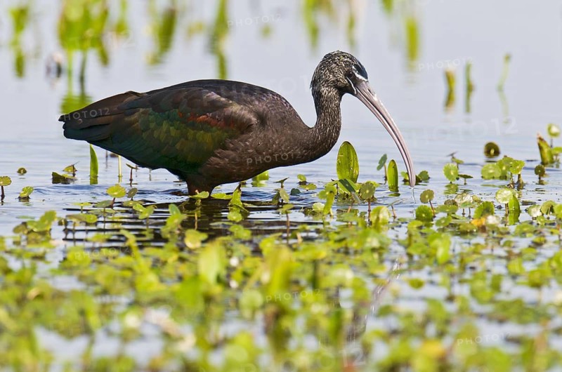 Glossy Ibis (Plegadis falcinellus), Florida, USA