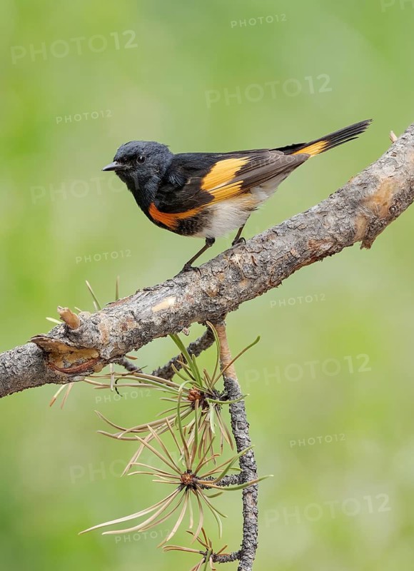 American Redstart (Setophaga ruticilla) male, Texas, USA
