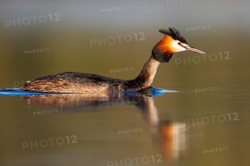 Great Crested Grebe (Podiceps cristatus), North Rhine-Westphalia, Germany