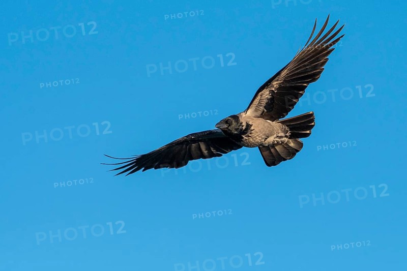 Hooded Crow (corvus corone corone) in flight, Feldberg Lakeland, Mecklenburg-Western Pomerania, Germany