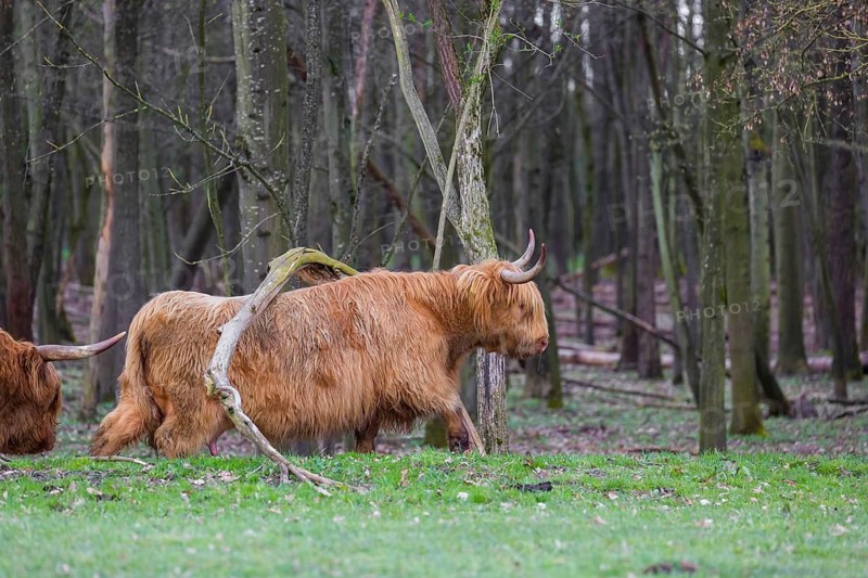 One Highland bull and a cow (Bos (primigenius) taurus) stand at a forest edge