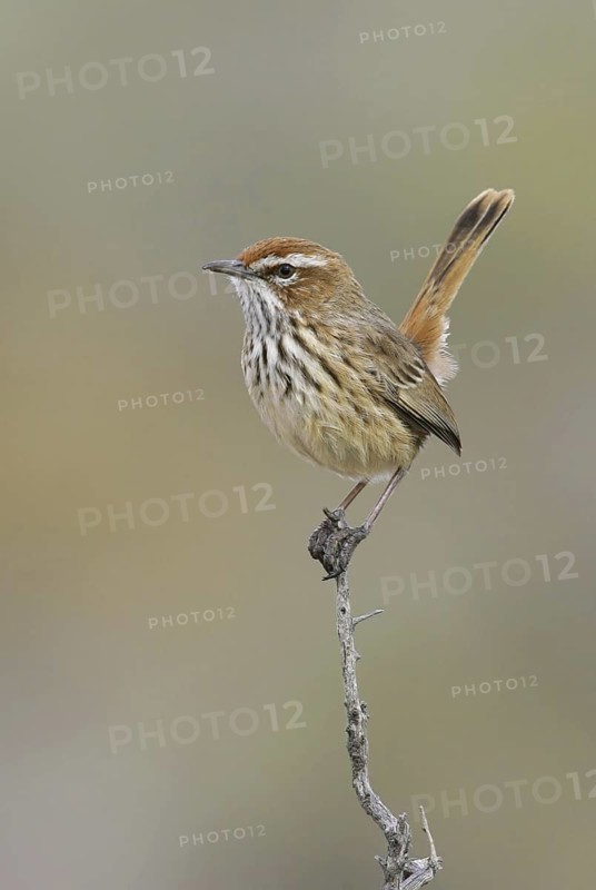 Rufous Fieldwren (Calamanthus campestris), New South Wales, Australia
