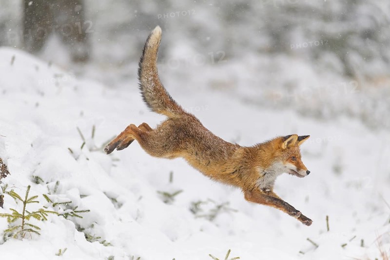 Red fox (Vulpes vulpes), leaping through the snow in a forest, showcasing its agility in a winter landscape, Czech Republic