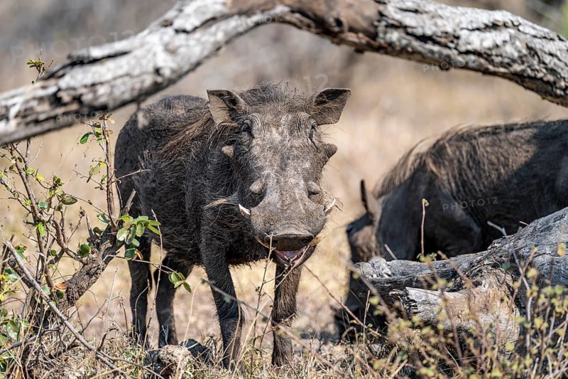 Warthog (Phacochoerus africanus), Kruger National Park, South Africa