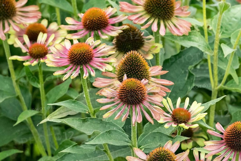 Coneflower (Echinacea purpurea 'Green Twister'), perennial nursery Manja Löchel, Federal Republic of Germany