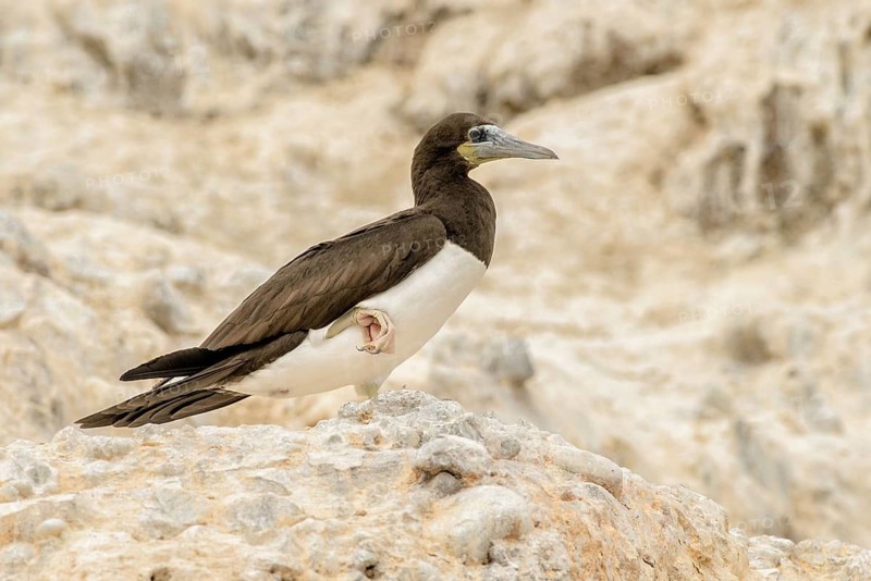 Brown Booby (Sula leucogaster), California, USA