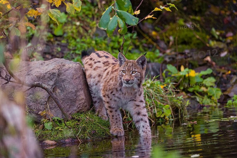 A young Eurasian lynx, (Lynx lynx) stands partially in the water of a pond