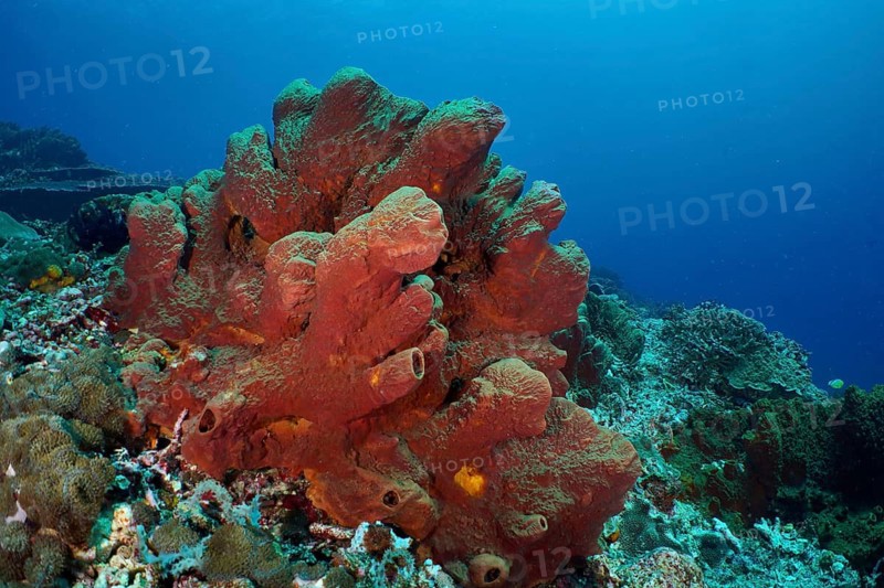 Brown tube sponge (Porifera) in a colourful underwater landscape, dive site SD, Nusa Ceningan, Nusa Penida, Bali, Indonesia