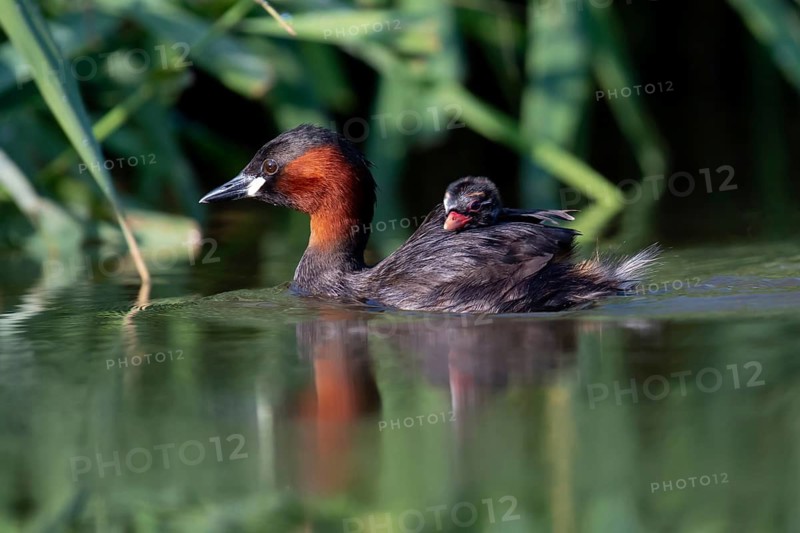 Little Grebe (Tachybaptus ruficollis) with chick, Saxony, Germany