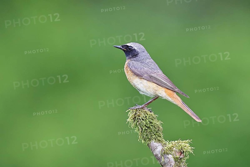 Redstart (Phoenicurus phoenicurus), male on a mossy branch, songbird, wildlife, Siegerland, North Rhine-Westphalia, Germany