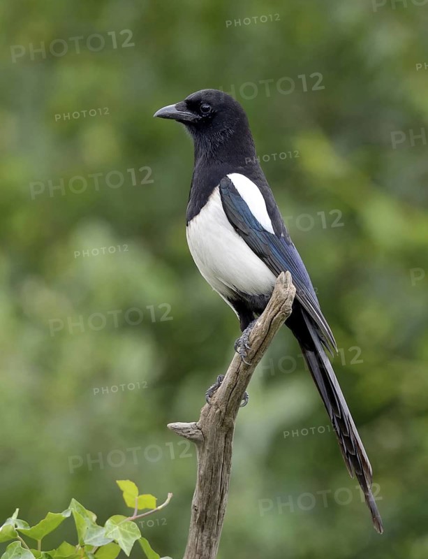 Eurasian Magpie (Pica pica), Lower Saxony, Germany