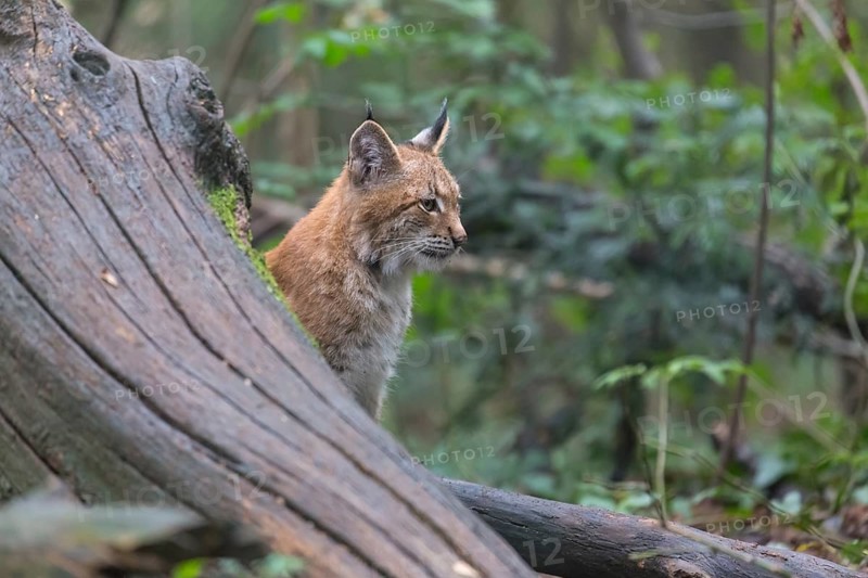One oung animal Eurasian lynx, (Lynx lynx), sitting on dead brown leaves on a forest floor behind a dead tree log and green leaves in the background