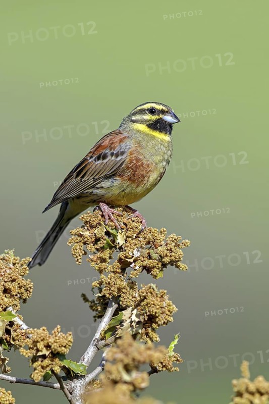 Cirl Bunting, (Emberiza cirlus), animals, birds, biotope, habitat, passerine bird, bunting family, perch, Lesbos, Lesbos Island, Greece
