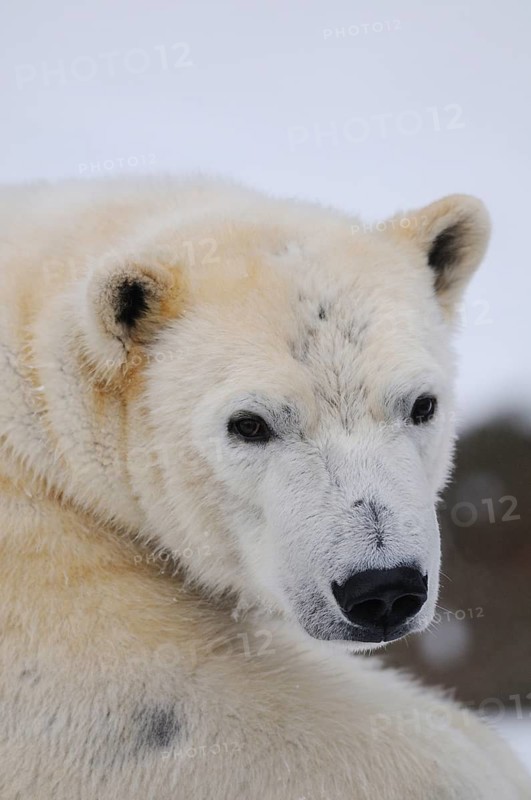 Portrait of a polar bear with an attentive expression against a snow-covered background, polar bear (Ursus maritimus), captive