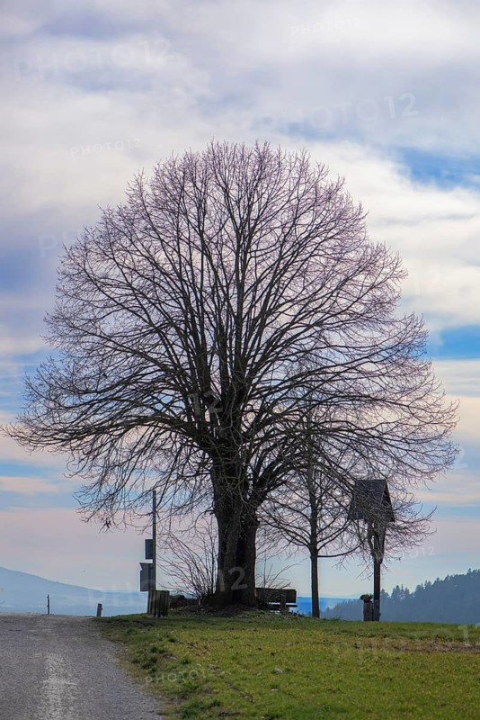 Leafless lime tree (Tilia) and Jesus cross, Bühl, Upper Franconia, Bavaria, Germany