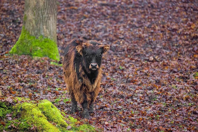 An aurochs calf, urus or ure (Bos primigenius) stand in a forest
