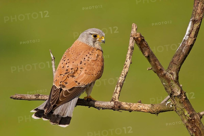 Common Kestrel (Falco tinnunculus) female perched on a branch, Subotica, Serbia